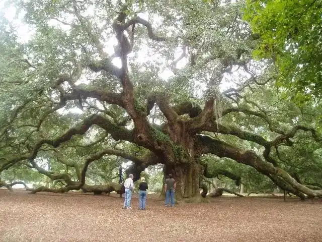 生命期最长的古老活生物;它,是世上最大的开花植物;木之旅:"森林之王"