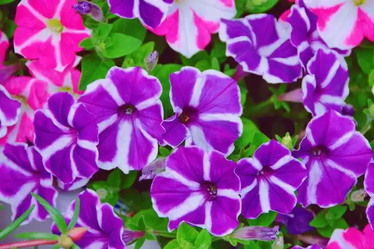 紫色矮牵牛花,原创拍摄|矮牵牛花|紫色|原创_新浪新闻