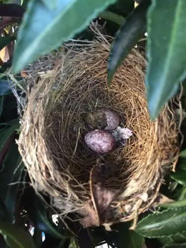在家门口花盆里发现的,这是啥鸟蛋呀