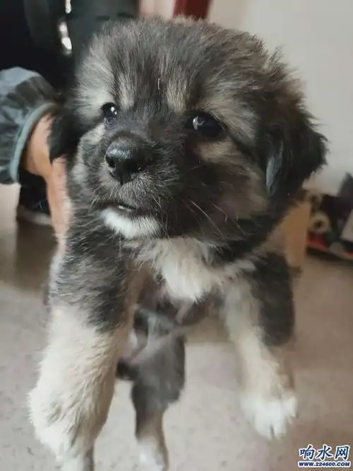 家养小短腿中华田园犬