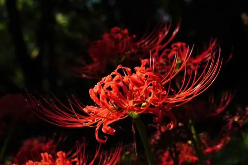 其它 彼岸花 写美篇别称:乌蒜,彼岸花,曼珠沙华,曼陀罗华,石蒜 科