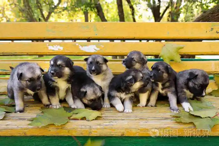 秋天天气里一群不同品种的哈士奇小狗在长凳上新生宠物