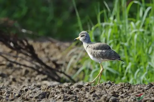 灰头麦鸡(幼鸟) - 贵州版 guizhou 鸟网