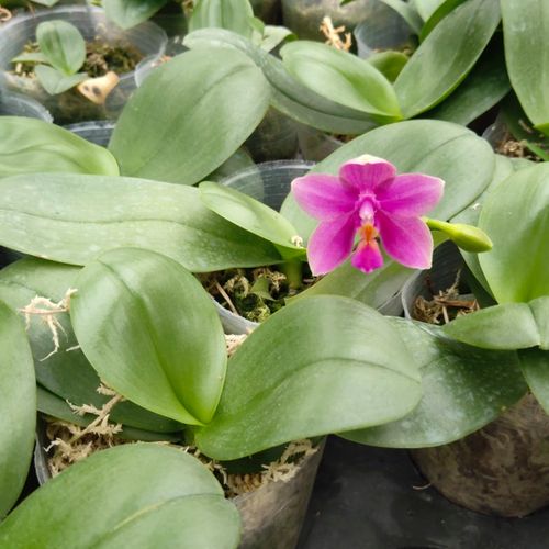 高品质浓香香型蝴蝶兰香奈儿兰花花苗好活易养室内花卉