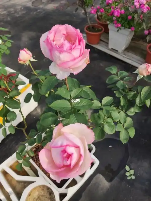 伊芙贵族香水月季大花浓香