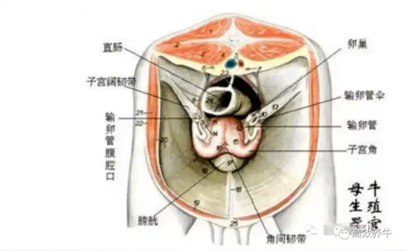 详细教你母牛子宫脱出防治方法