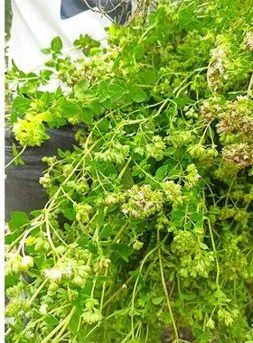 200克包邮 四川南充西充香浓茶 香笼茶 香炉茶 香浓草 香薷草新货