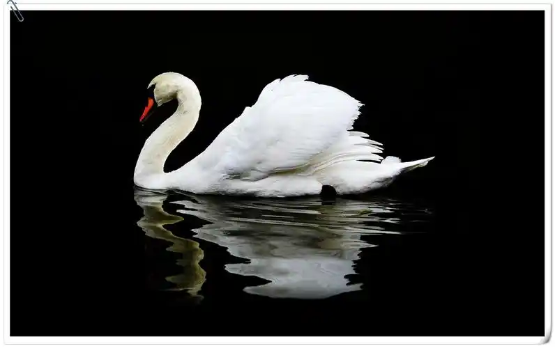 在这个冬天里,我天天来看这些天鹅亮翅,每当那孤独的天鹅,轻轻地