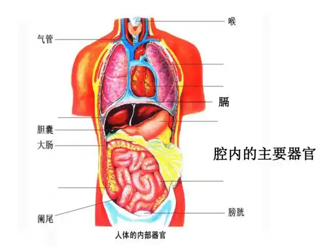 苏科版七年级下册生物92人体的组成课件18张ppt