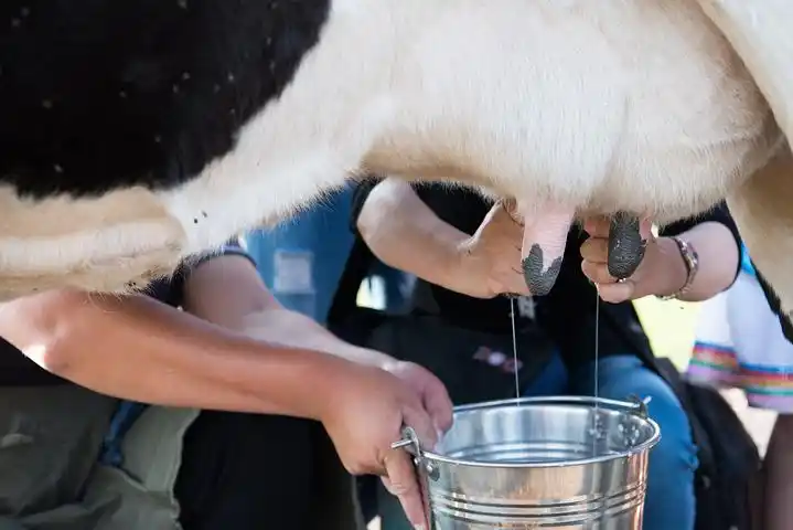 推荐他们家的奶场活动).和奶牛告别