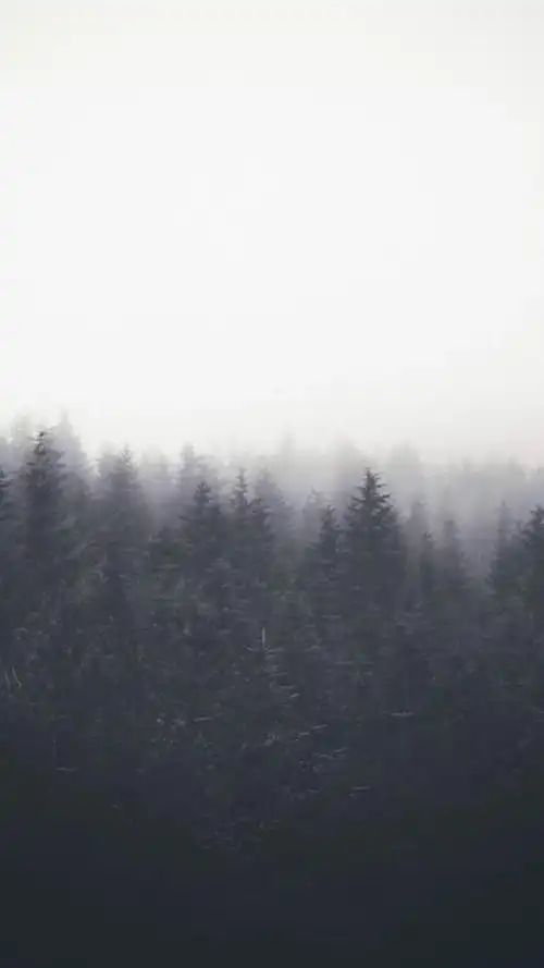 渐变 黑白 树林 小清新 欧美风 高清iphone壁纸