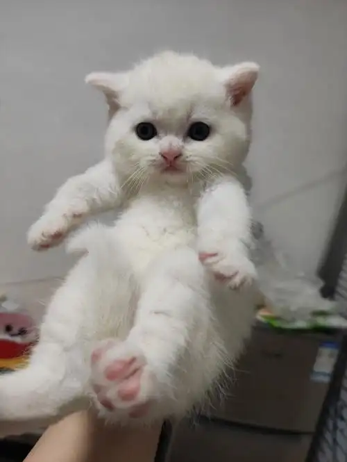 两只是纯白色的,一只乳白开脸的,爸爸是长毛纯白妈妈是乳白短毛,健康