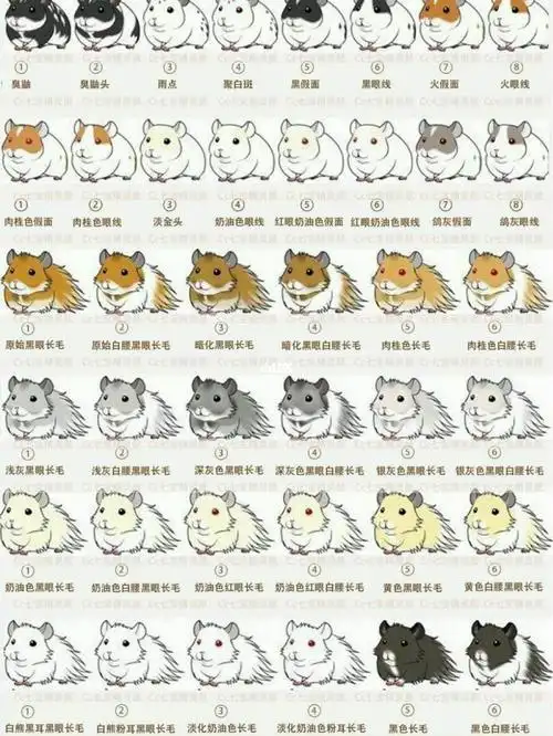 科普|金丝熊配对_cc霜_纯银_金丝熊_cce怎么样_象牙