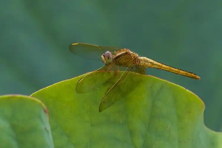 荷塘里的蜻蜓,高清图片,摄影-回车图片