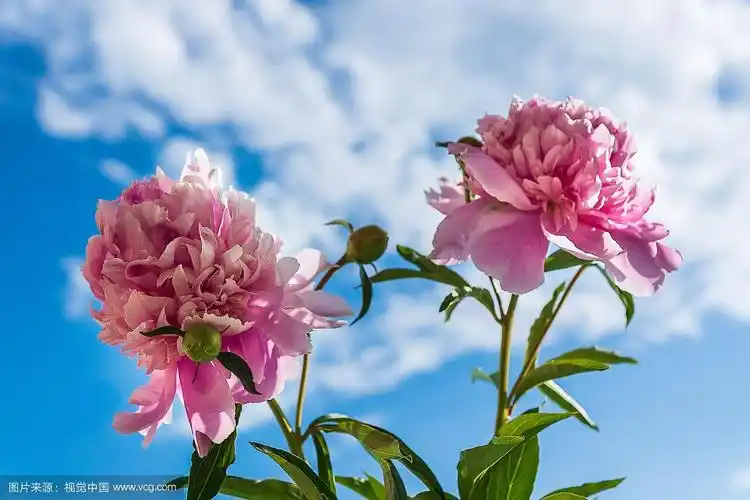 蓝天背景下的牡丹.