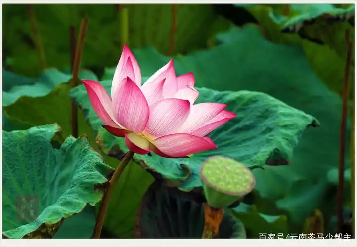 这个夏天,勐海摄影家协会做了一件最对得起这个季节的事情