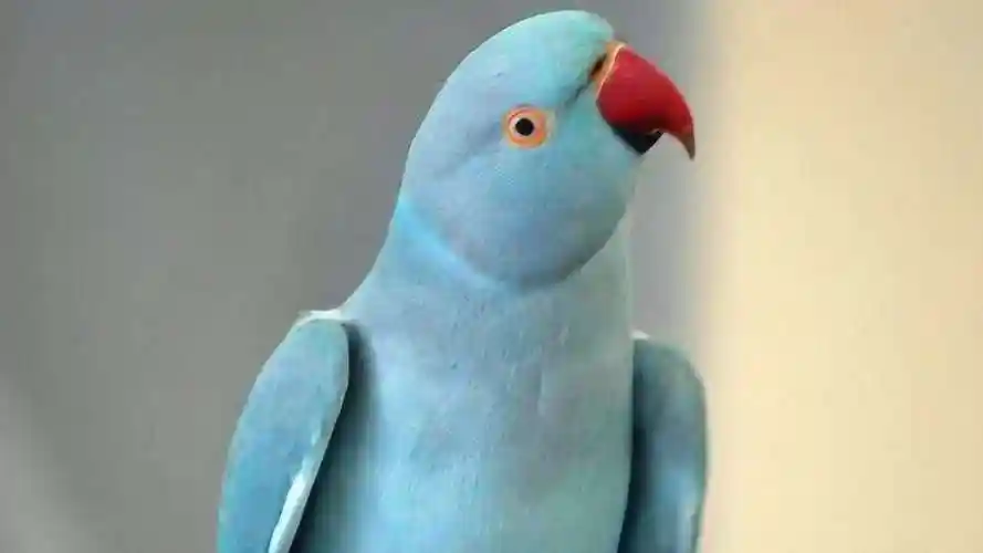 月轮鹦鹉这么秀气的鹦鹉,跳起求偶舞来和一秒智商低于玄凤!_腾讯视频