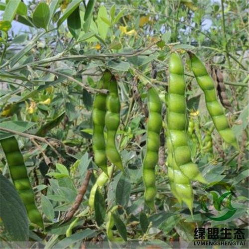 木豆种子/木豆/豆蓉/观音豆/树豆/柳豆当年新采绿化药材灌木种子