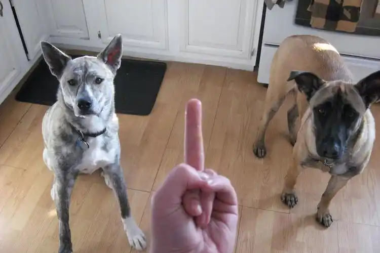 为什么说千万不能对狗狗竖中指?答案你万万想不到