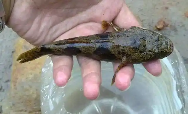 这条傻鱼有个特别霸气的名字,以前见到也不捡,现在百元一斤