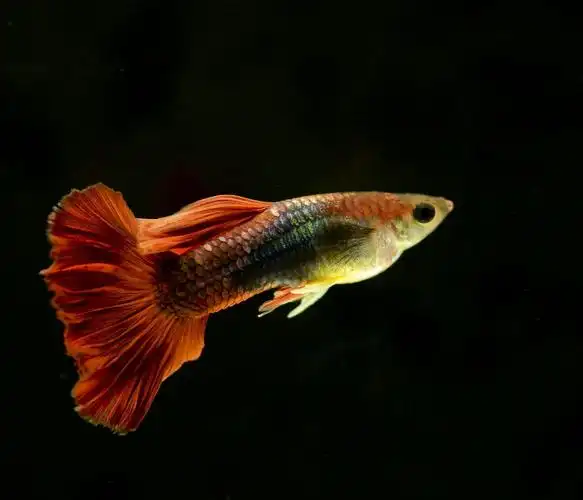 孔雀鱼图片 观赏鱼图片