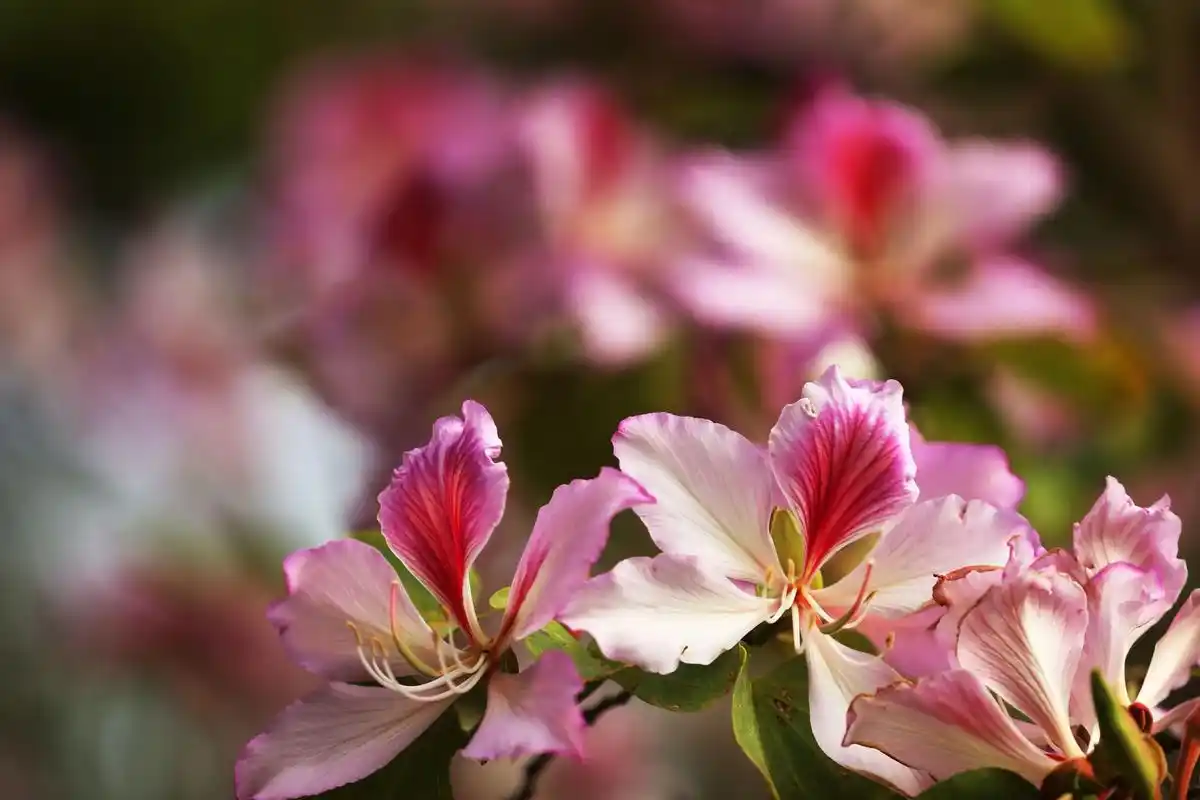 海滨宾馆打卡2.我特喜欢宫粉紫荆花,其花色温润,艳丽可人,花 - 抖音