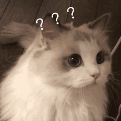 崇明李女士家价值万元的猫不见了