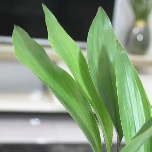 耐寒一叶兰小苗桌面盆栽四季常青绿植花卉耐阴绿植