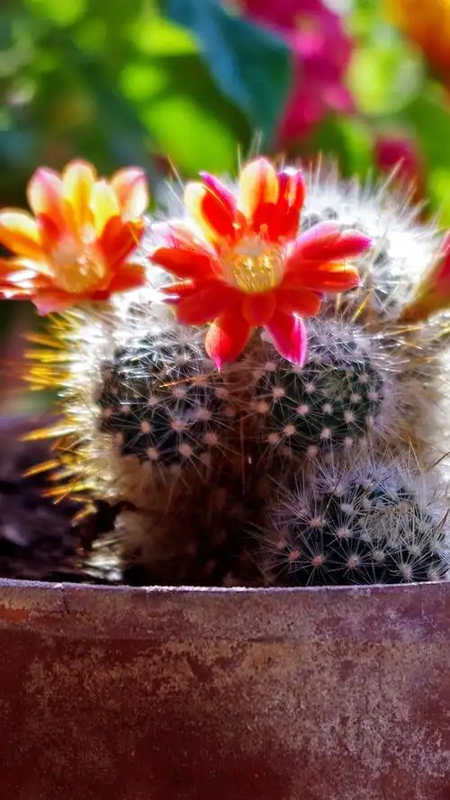 家庭植物仙人掌红色花绽放iphone壁纸