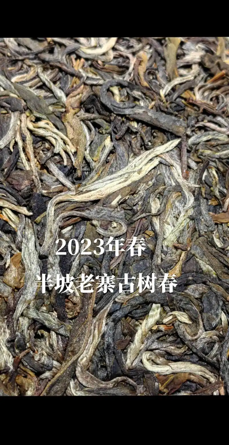 半坡老寨.半坡老寨生茶饼 2023年 · 勐海茶区 看的见的 - 抖音