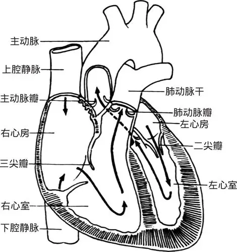 脉管系统是一系列连续而封闭的管道系统,由心血管系统和淋巴系统组成