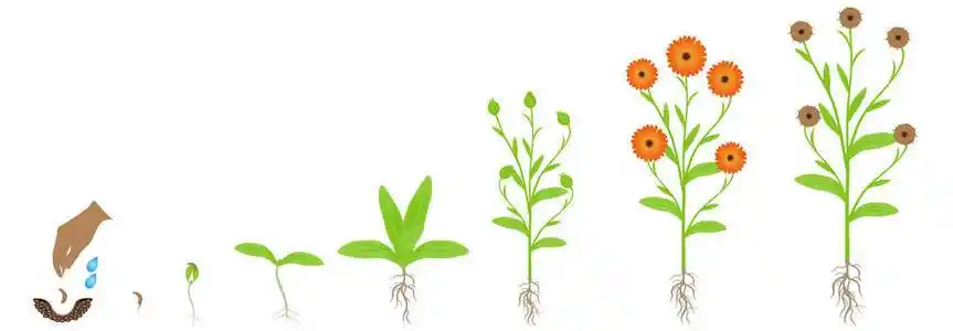 白菊花. 一种在干旱土地上生长的开花植物. 希望的想法.