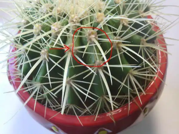 仙人球长了白色斑纹怎么办?