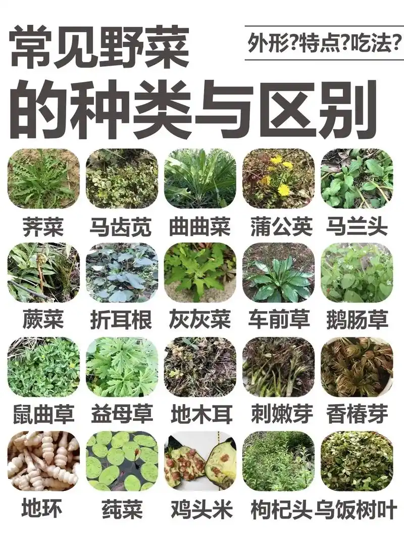 常见野菜的种类与区别