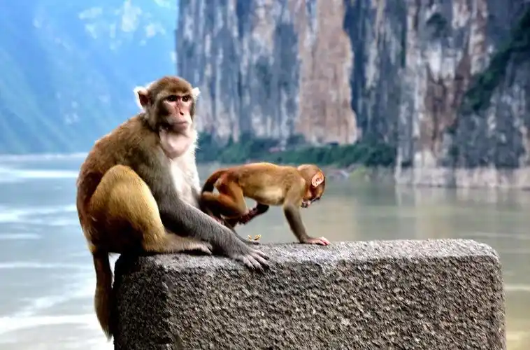 瞿塘峡的猴子