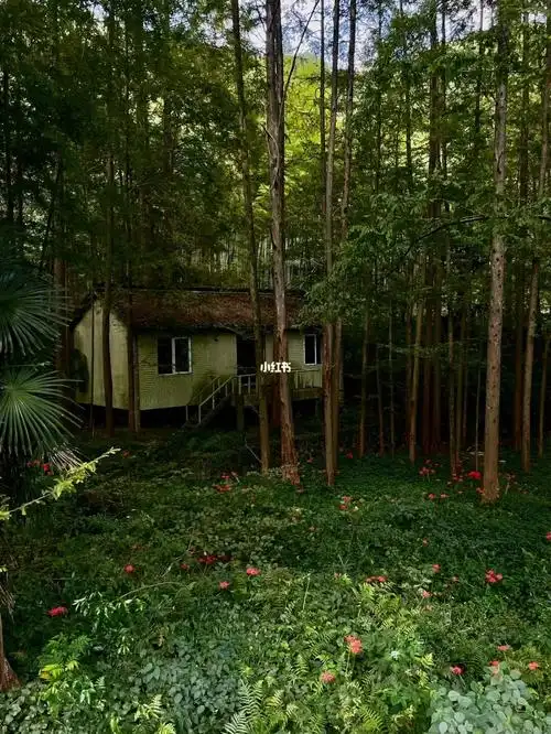 杭州的森林小木屋和满山的彼岸花