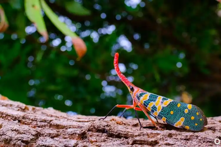 象鼻蜡蝉fulforacandelaria