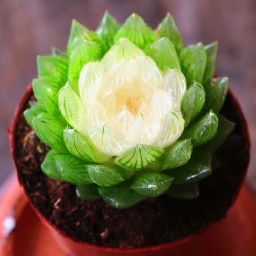 2件5折包邮稀有玉露宝莲灯室内办公桌多肉植物多肉植物