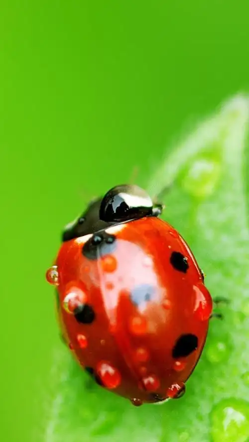 昆虫,花卉,手机壁纸七星瓢虫与花