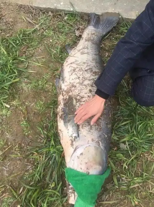 男子钓到百斤"巨无霸"大鱼 长达1米