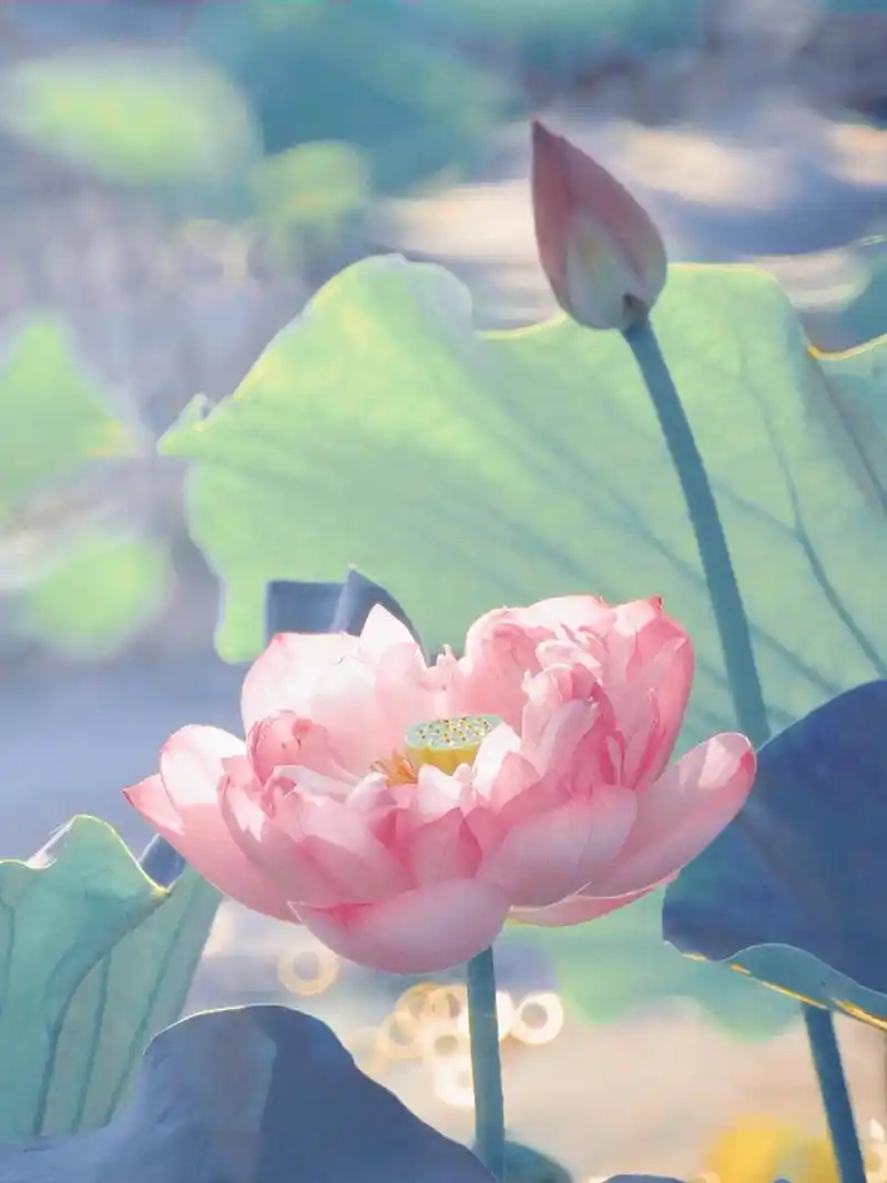 我是人间客,醒来听花落.#治愈系风景图片#荷花头像#莲花壁纸 - 抖音