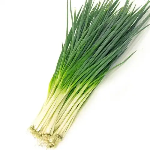 wholesale from origin of chive frozen fresh scallion - buy