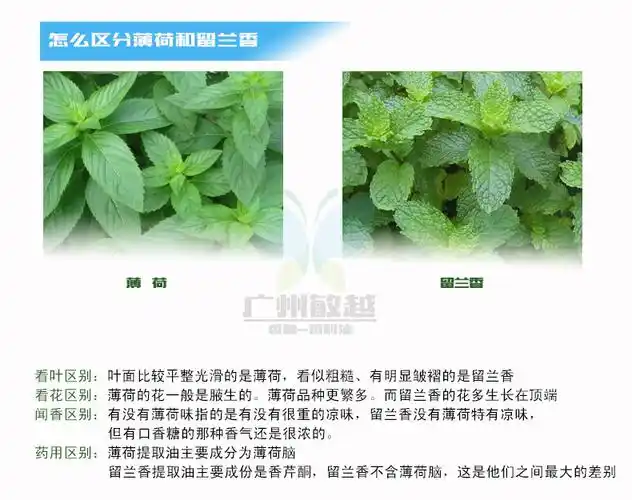 65%留兰香油 绿薄荷油 留兰香叶油 纯留兰香油 65含量留兰香油1kg