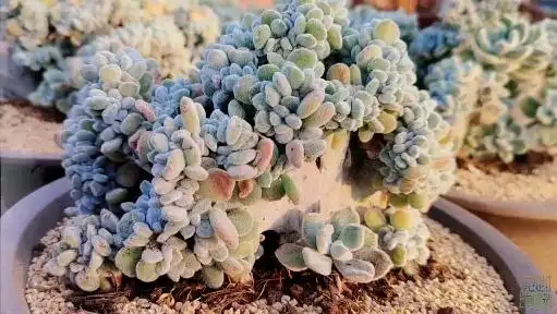 多肉植物#银色多肉的魅力,雪晃星缀化的完美展示!