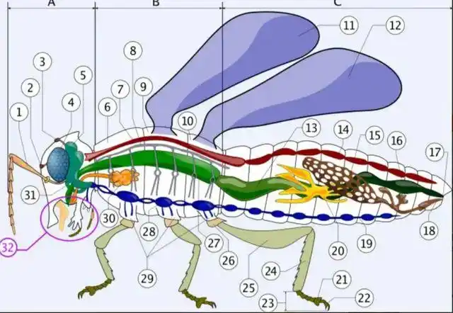四川一女子拍下苍蝇端下自己的头还不停把玩是真是假
