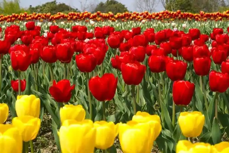 春花"顶流"!6000株郁金香绽放
