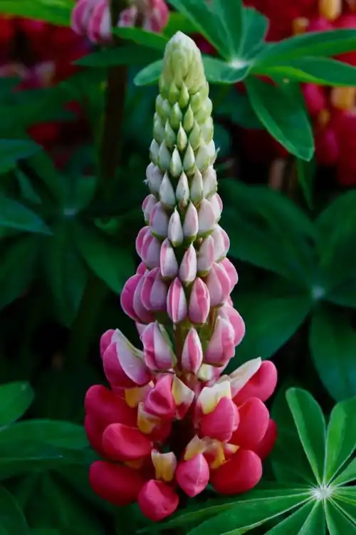 母亲花精选鲁冰花高清美图欣赏