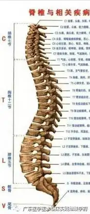 胸椎不正伤及五脏六腑