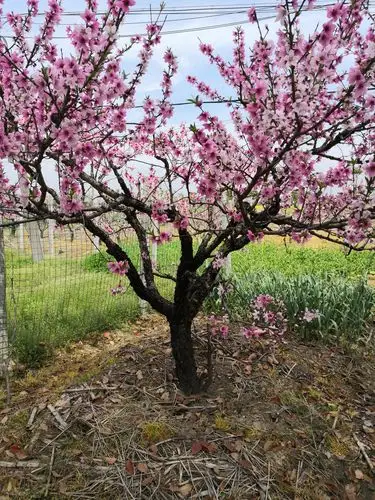 十里桃林的营销故事会讲故事的老桃树