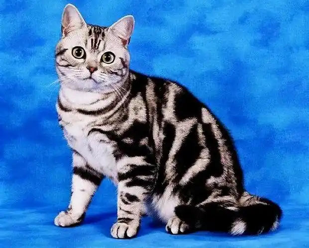 品种猫,养了之后就看不上其它猫了(品种猫图鉴)